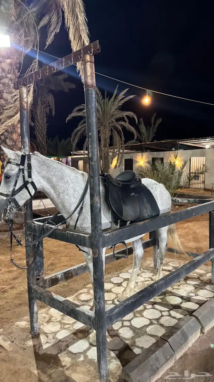 حصان شعبي بطل 2