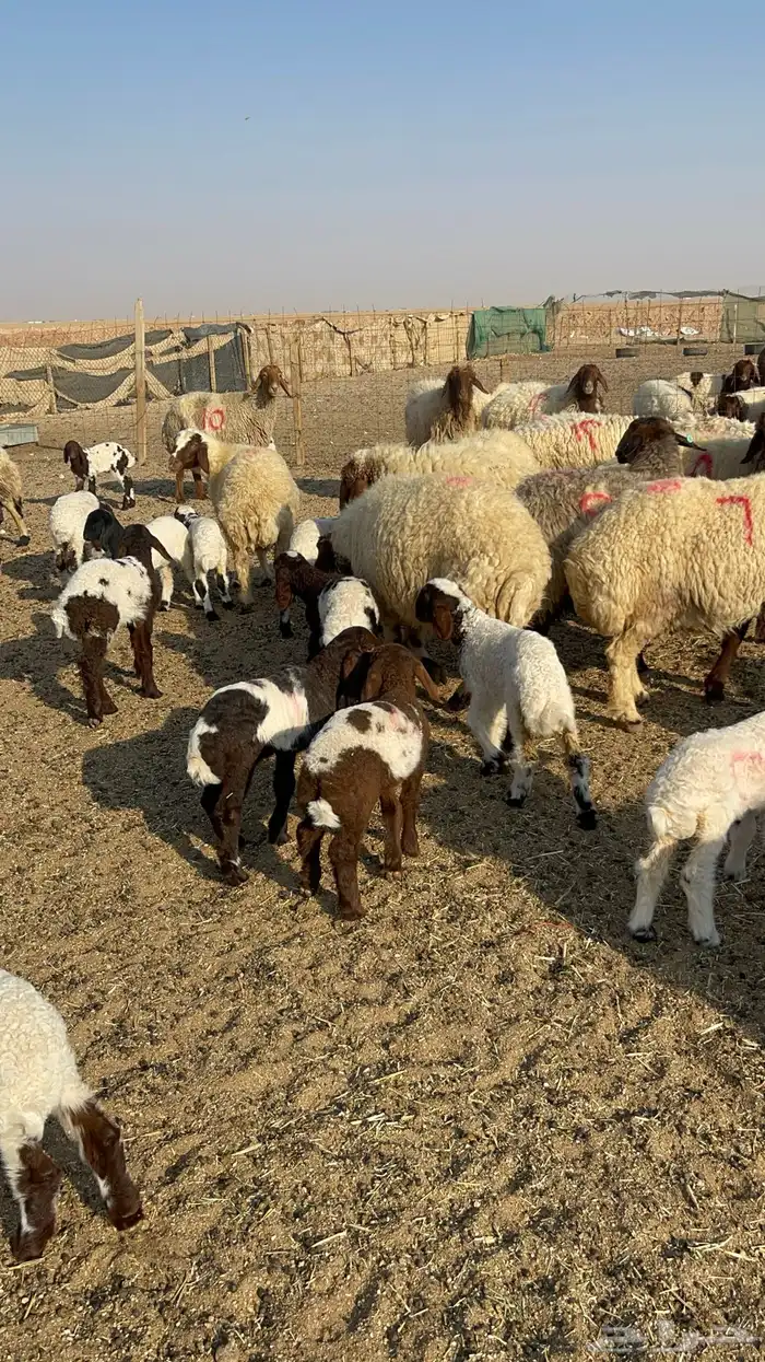 للبيع غنم نعيم مطافيل 8