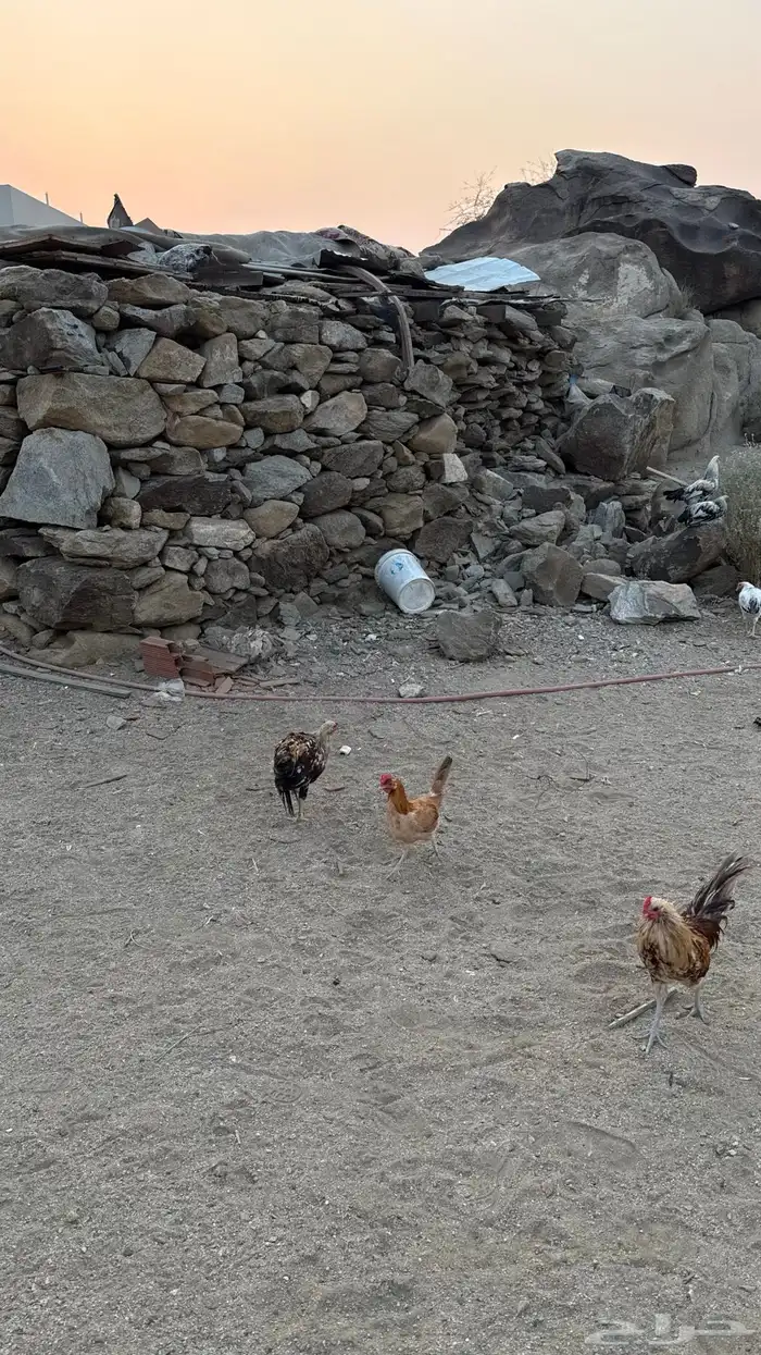 ديوكة بلدي 9