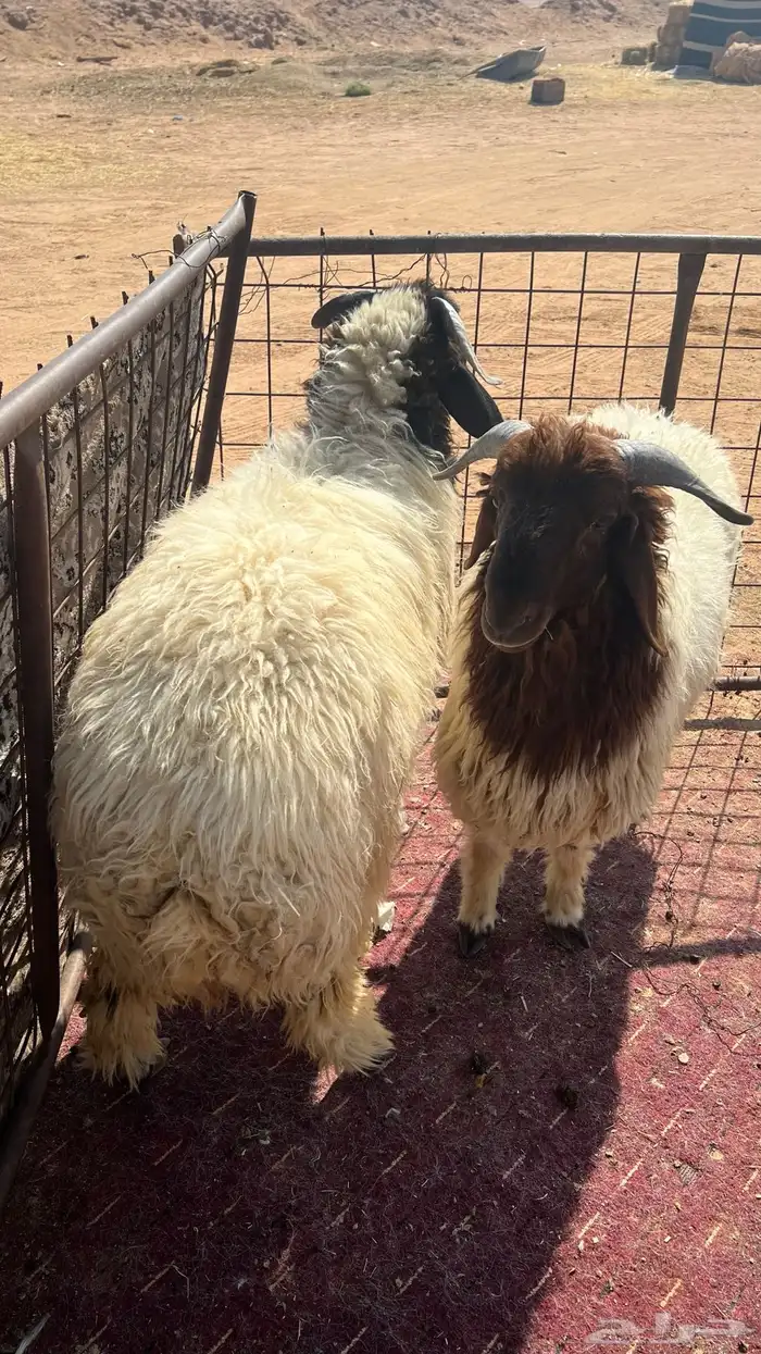 طليان نعيم بلدي فل شحم وطرف 0