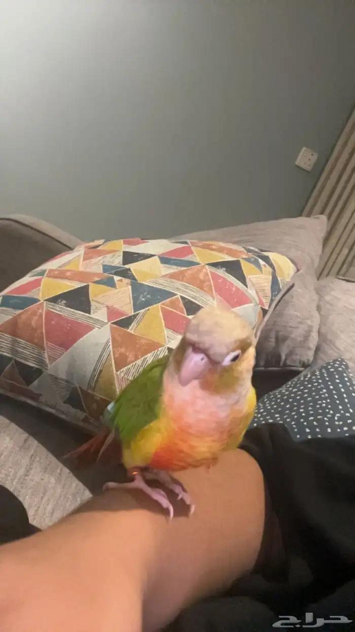 كنيور أناناس 1