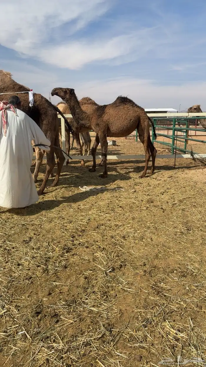 ذود صفر العدد 21 14