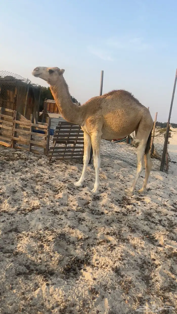 بكره للبيع 0