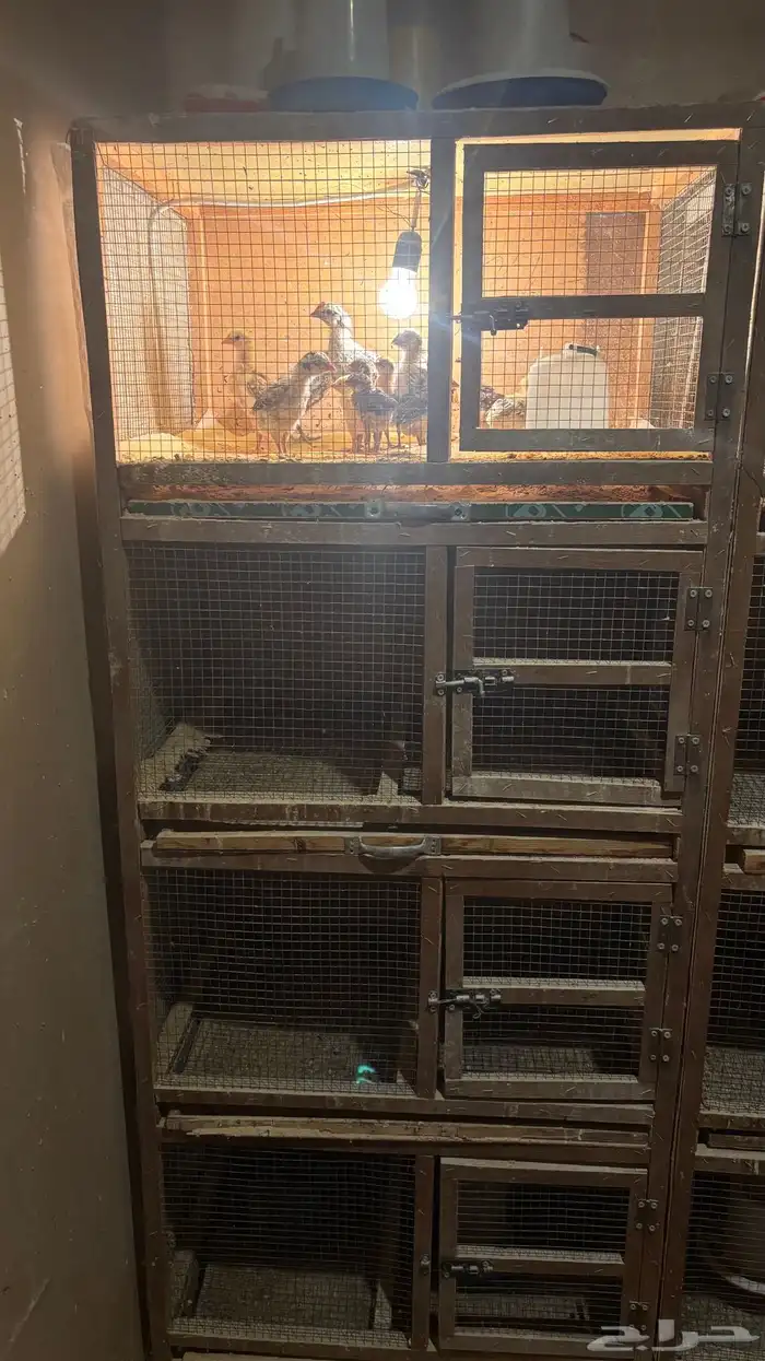 حضانات ومحاكر صيصان 1