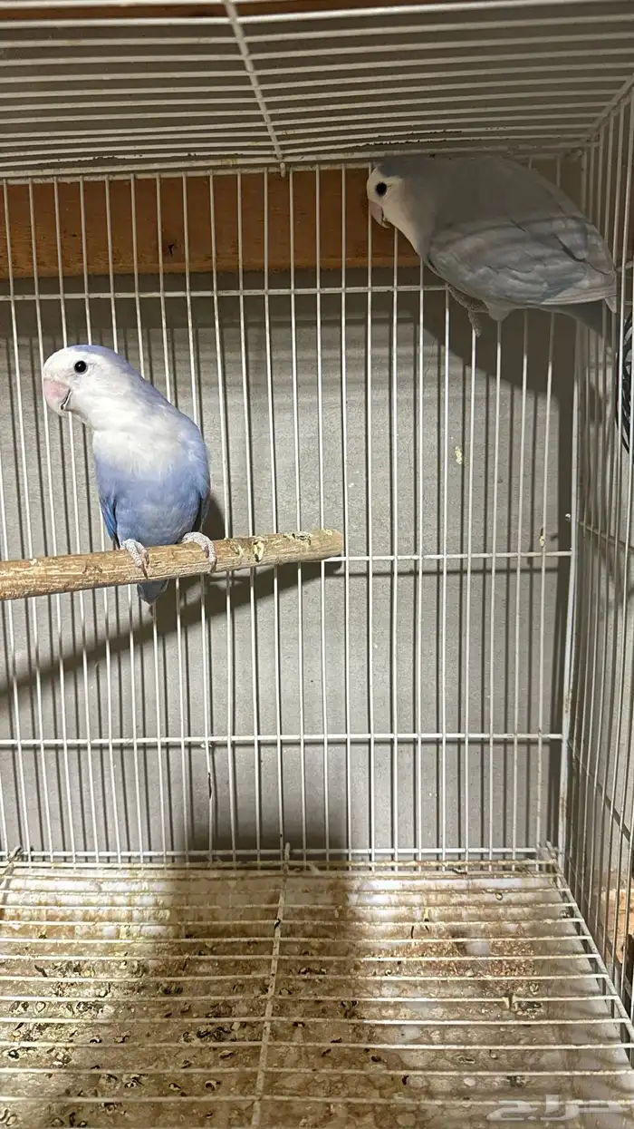 جوز روز منتج شرط من محمية تغريد 0