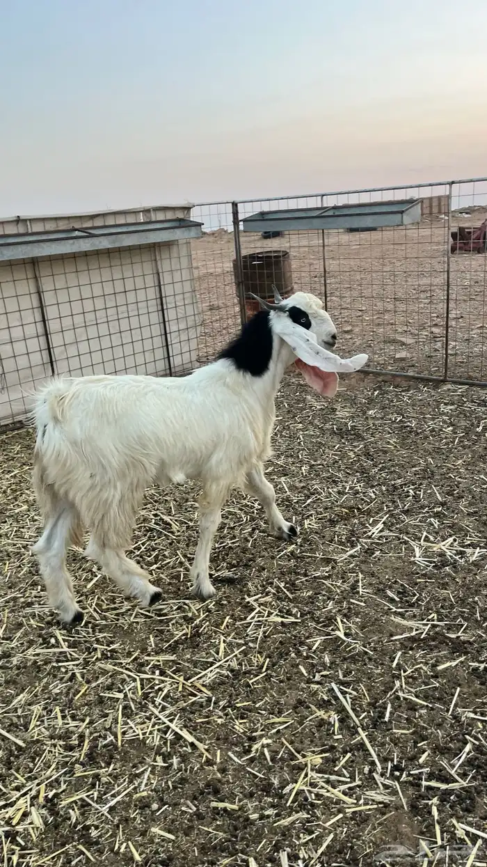 تيس هولندي 1