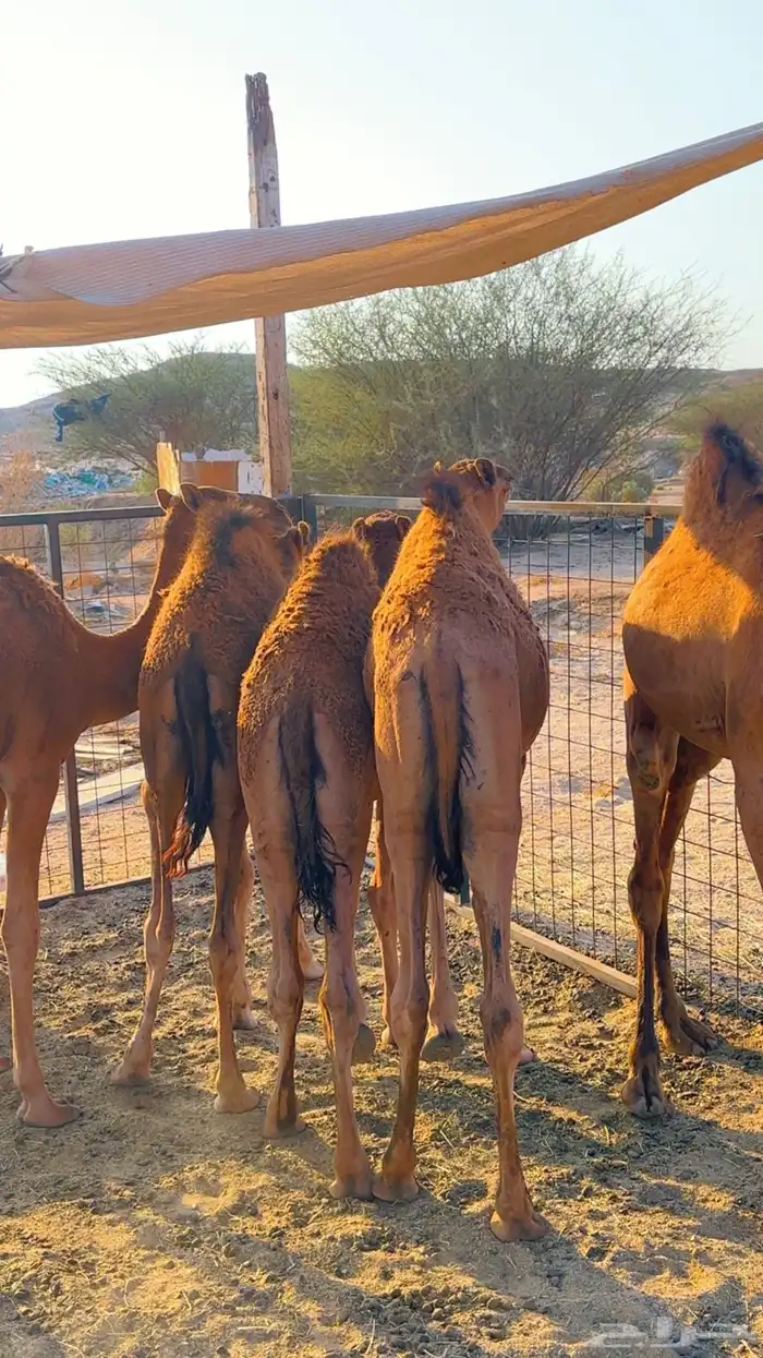 قعدان بلدي لوز سمان 0