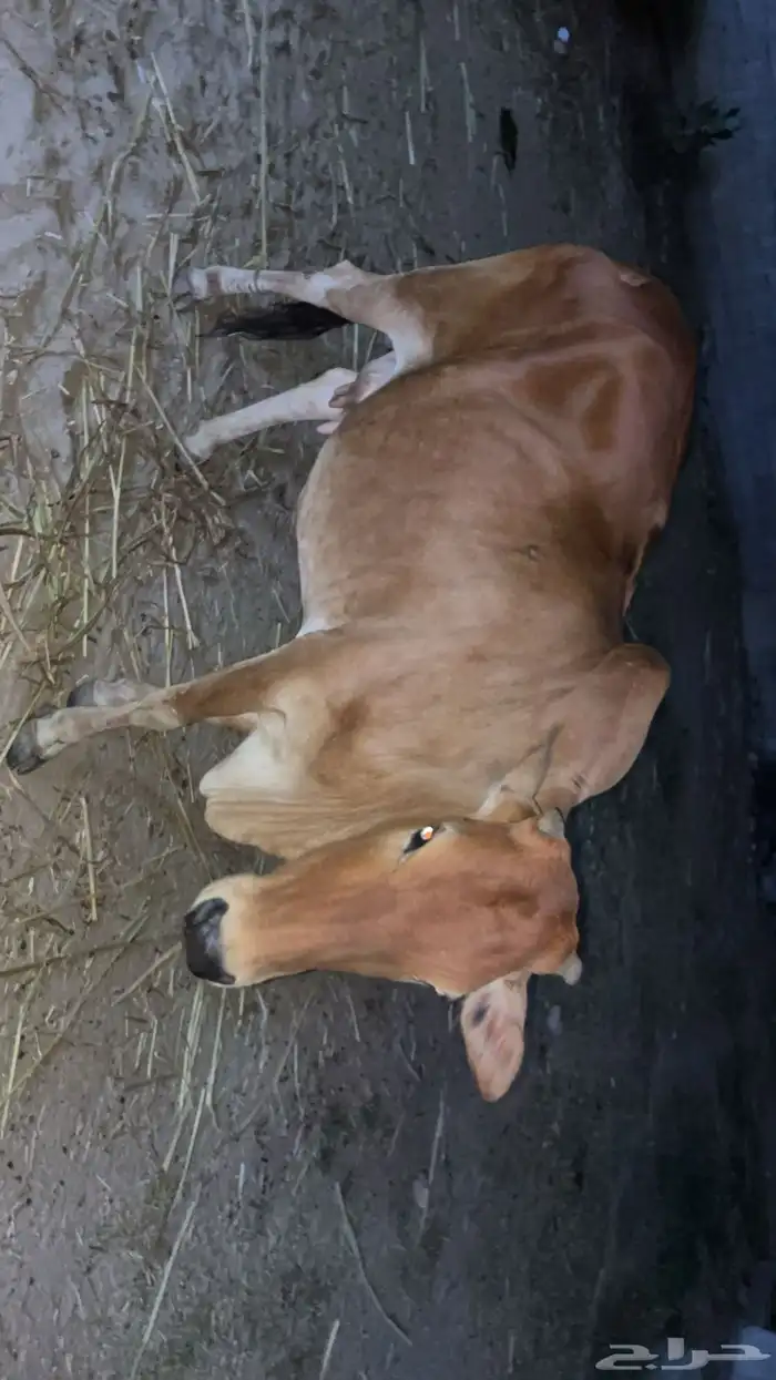 بقره للبيع 0