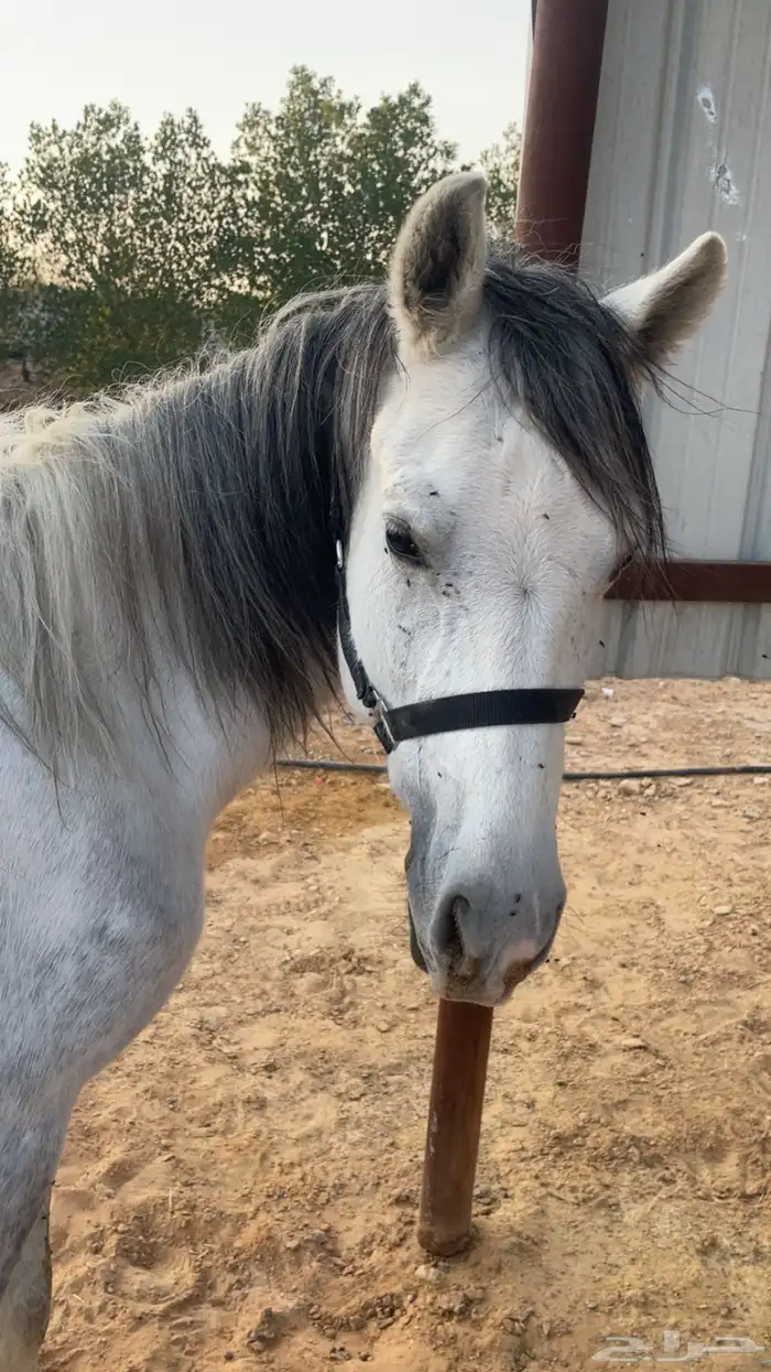 حصان معسوف 2