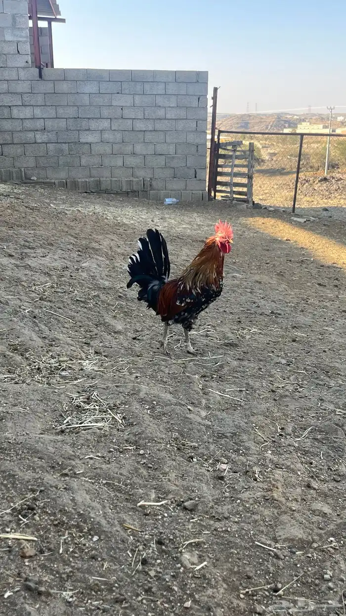 دجاج ماكنتوش 6