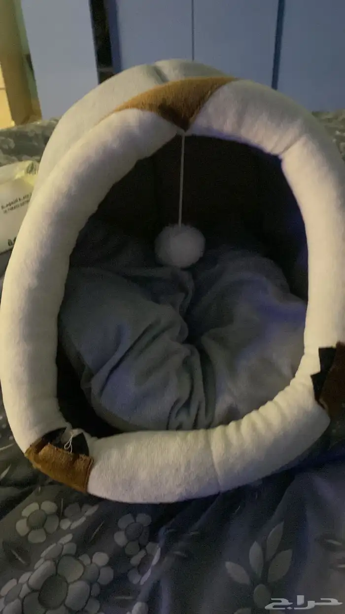 قطه شيرازي 6