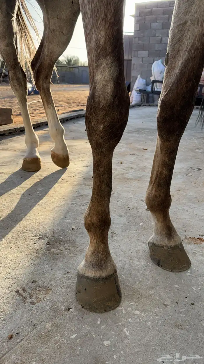 حصان صرعة عربي اصيل ابن مستند الخالدية 18