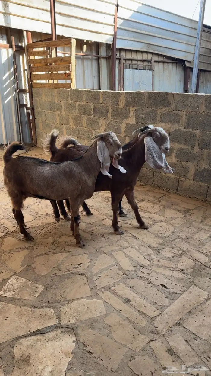 معزاء خصم جبره 0