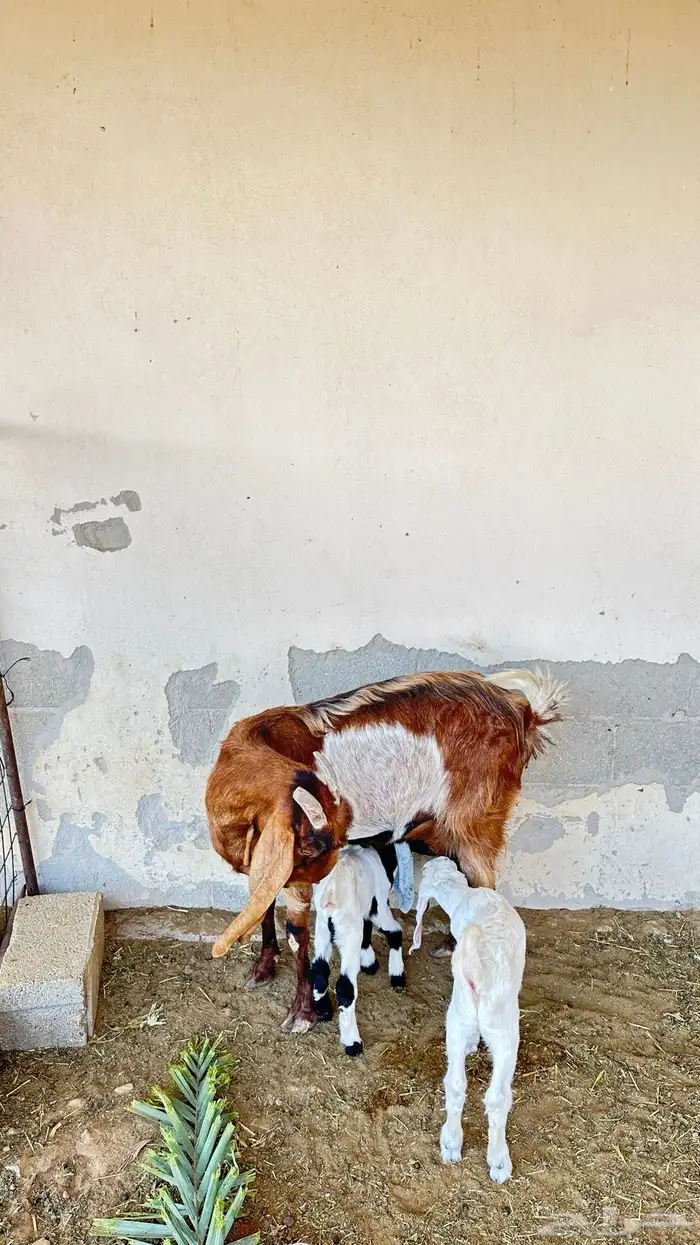 عنز متاوم عليها تيسين 1