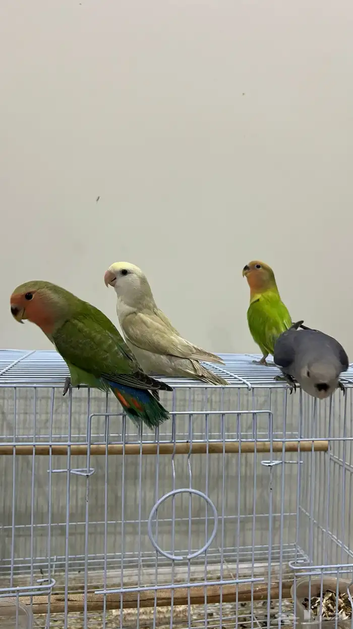 طيور روز اليفه جمله من 150 تفريد200 2