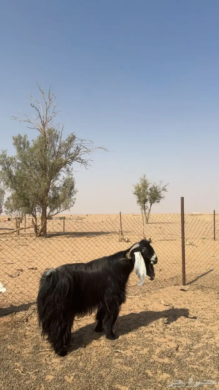 فحل عارضي ( صنف ) شعره وجرم فاخر 0