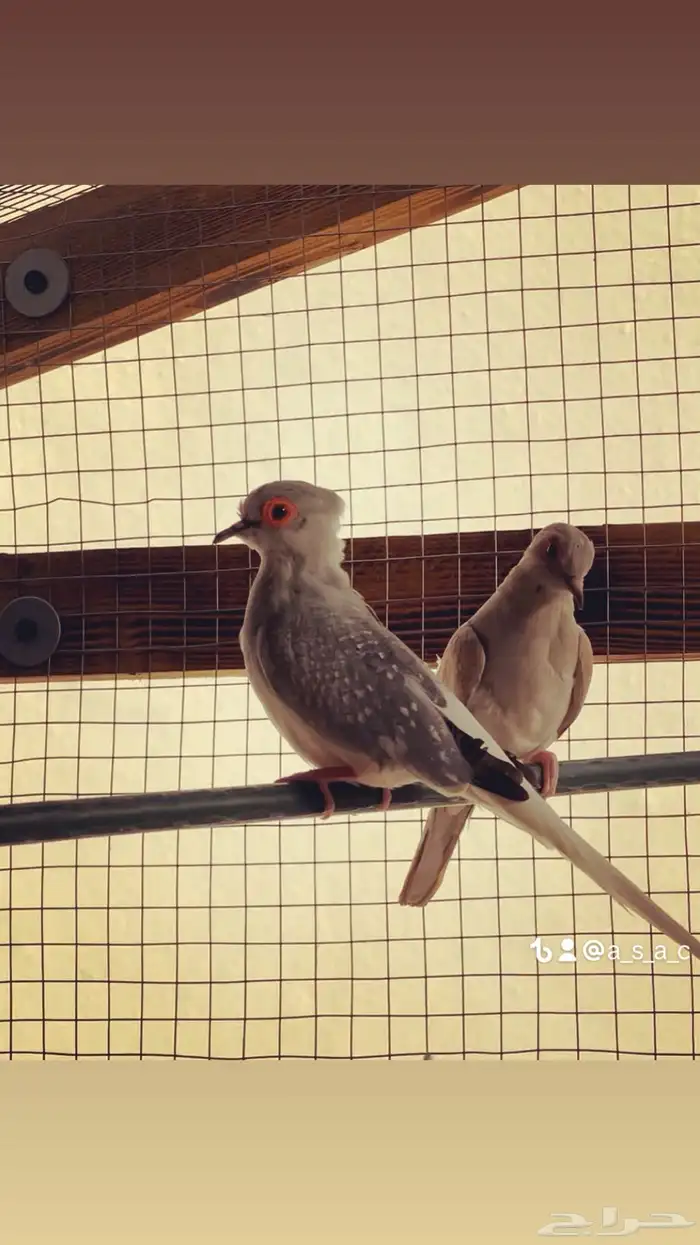 حمام يمام ماسي ملكي 11