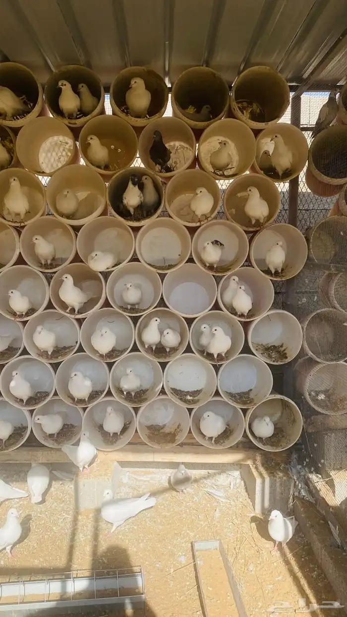 حمام فرنسي متوالف الأغلب نظيف ومطعم 0