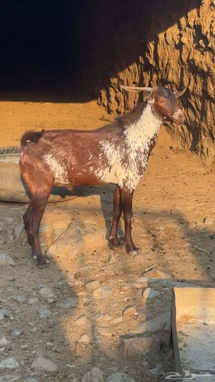 تيس فحل اوشح 3