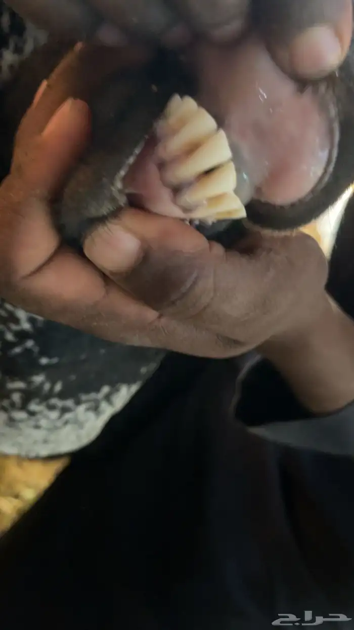 معزا عوارض متابيع 5 تحتها 10 0