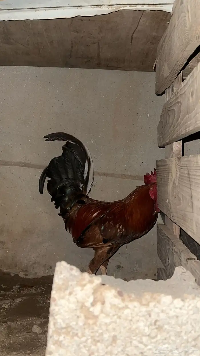 للاتااتنننهن 0