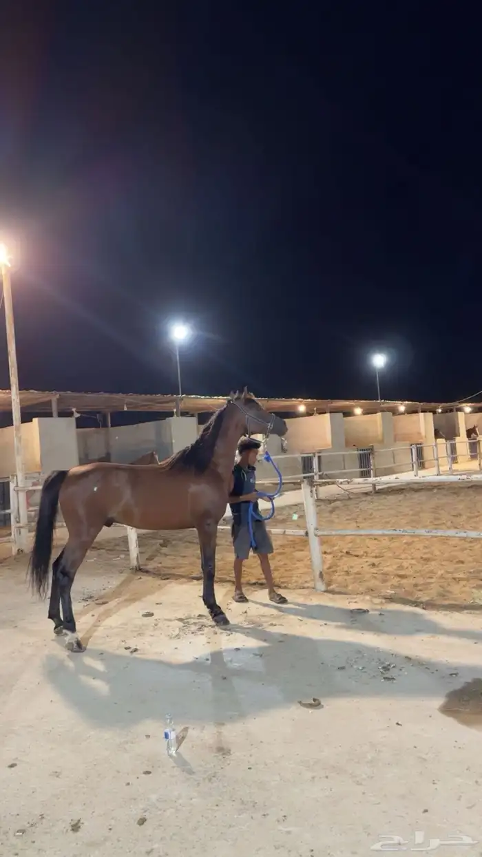 حصان عربي كفو 3