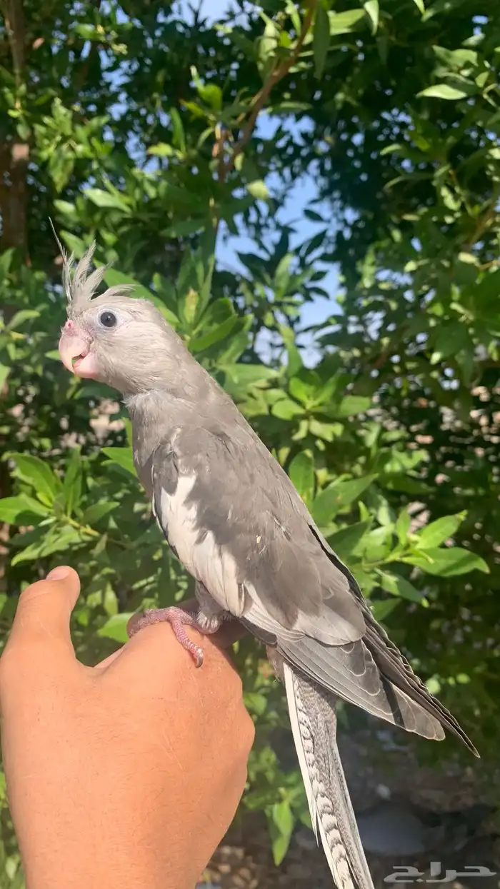 للبيع كروان وايت فيس هدد خارجي نهايت غر 4