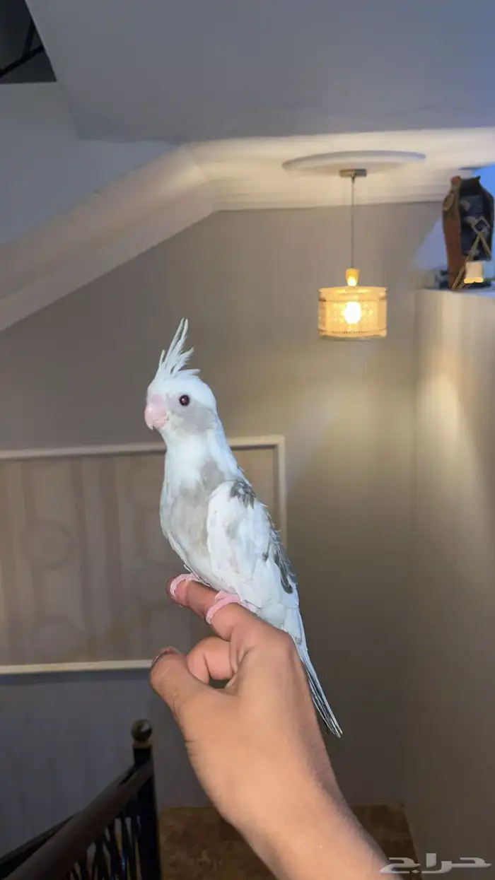 كروان هولندي اليف 5