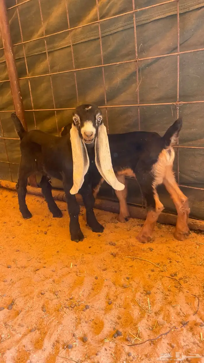 تيوس دواغير 1