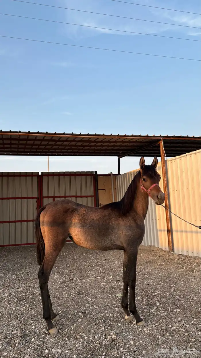 مهره شعبيه 1