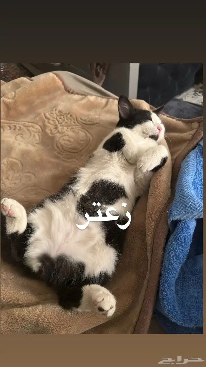 قطط للتبني 1