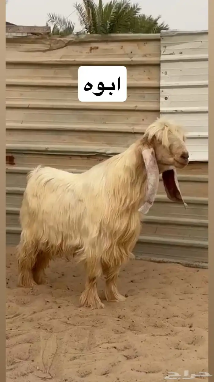 تيس عارضي اصفر خصم 1