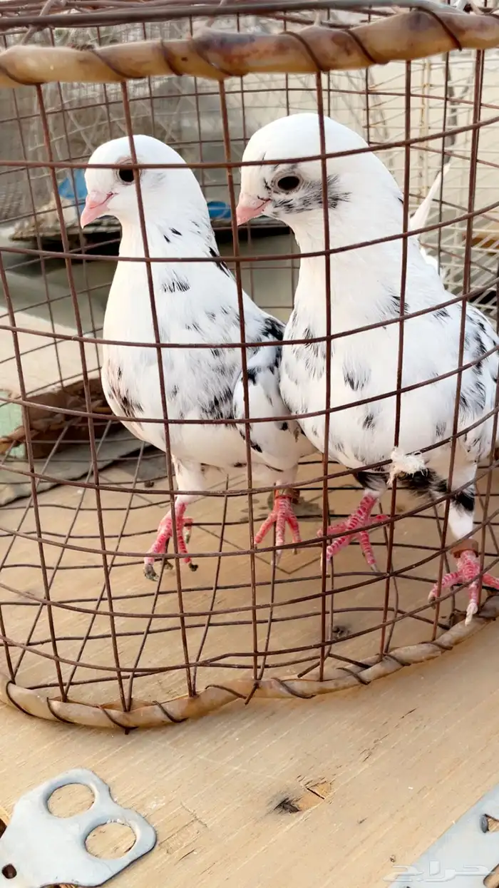 حمام قطيفي 2