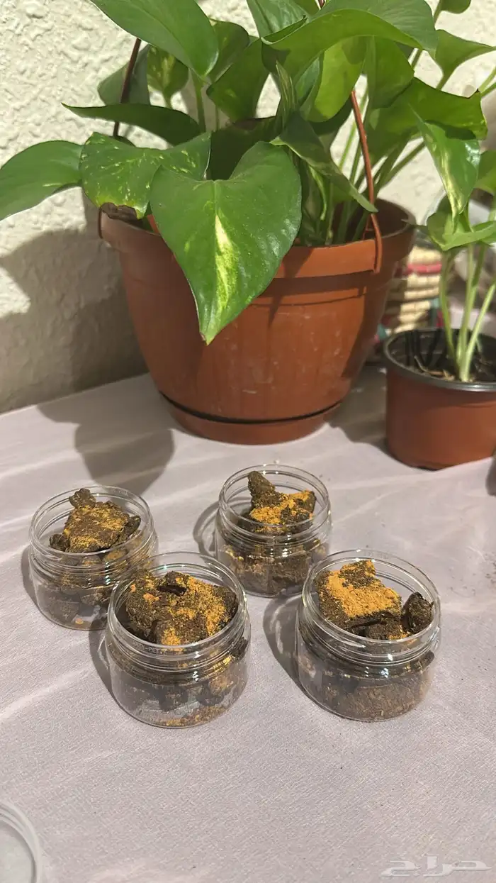 بخور حساوي قرص العود والزعفران 6