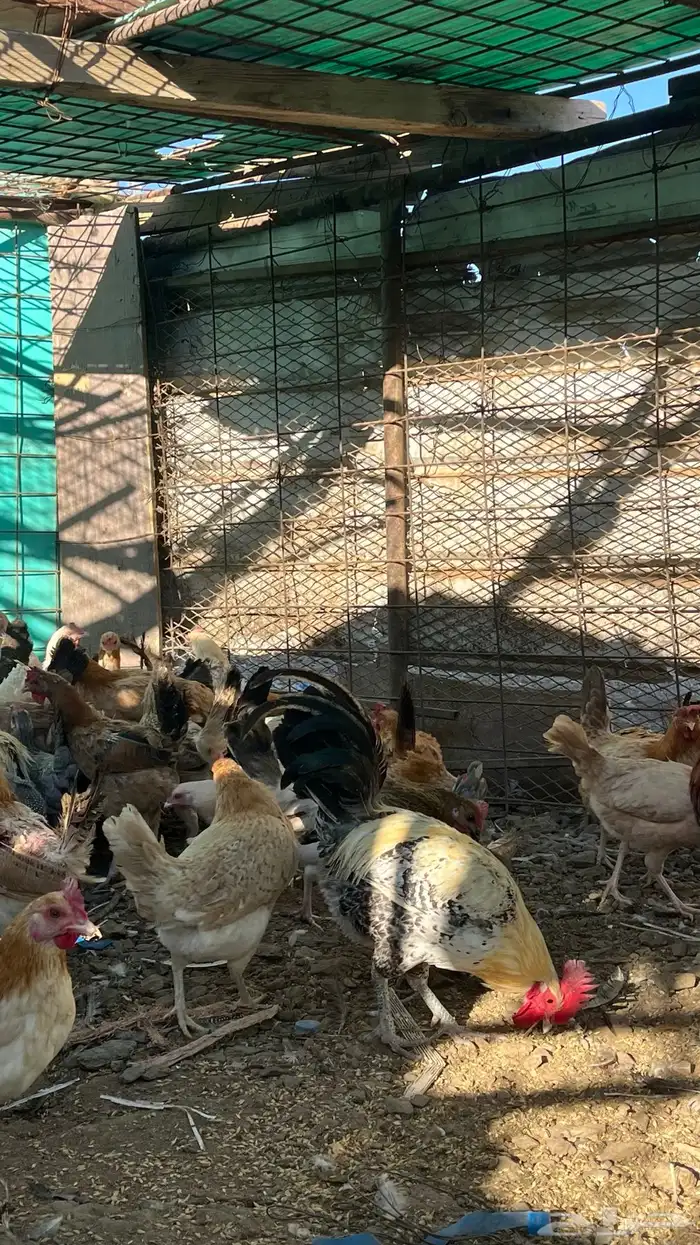 للبيع دجاج بلدي كفوو 1