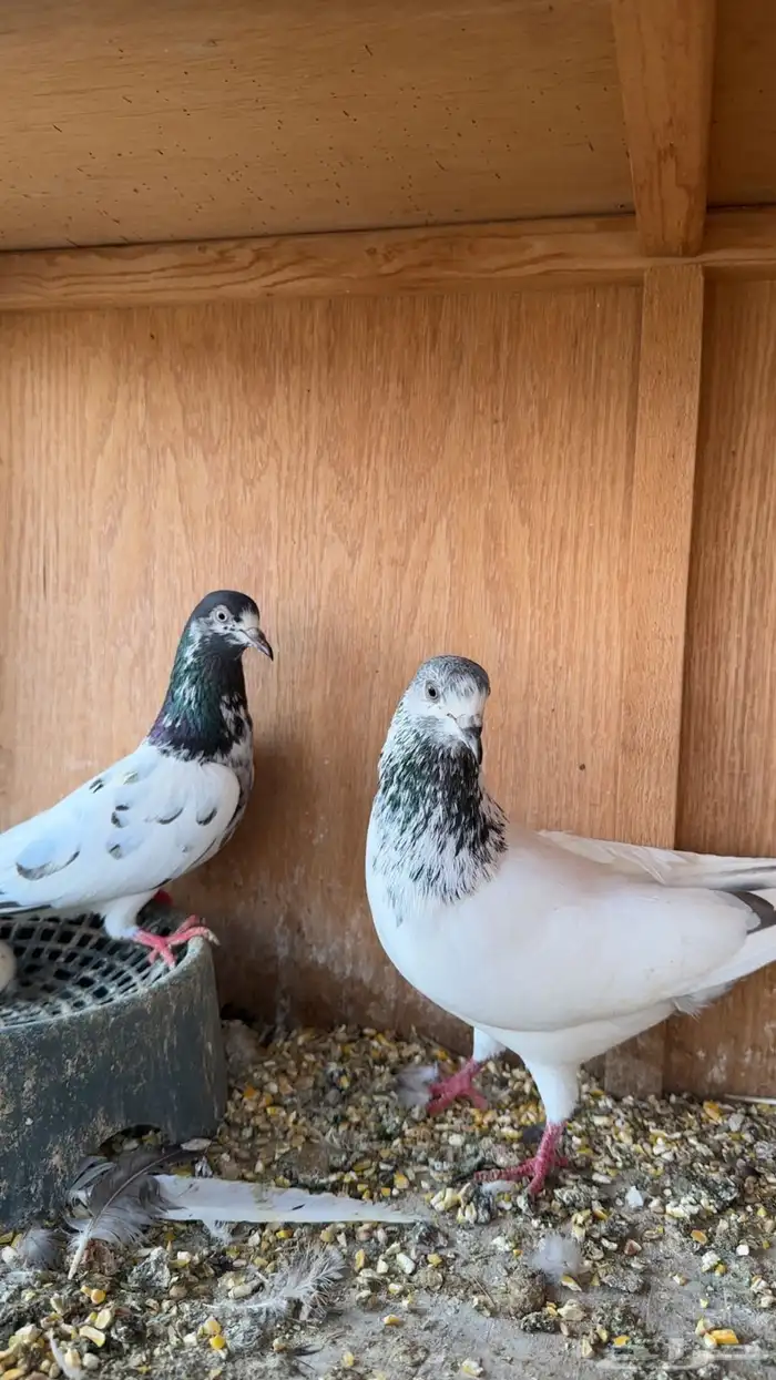 حمام باكستاني 4