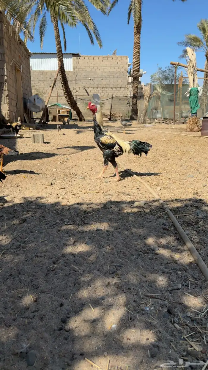 ديك باكستاني 0