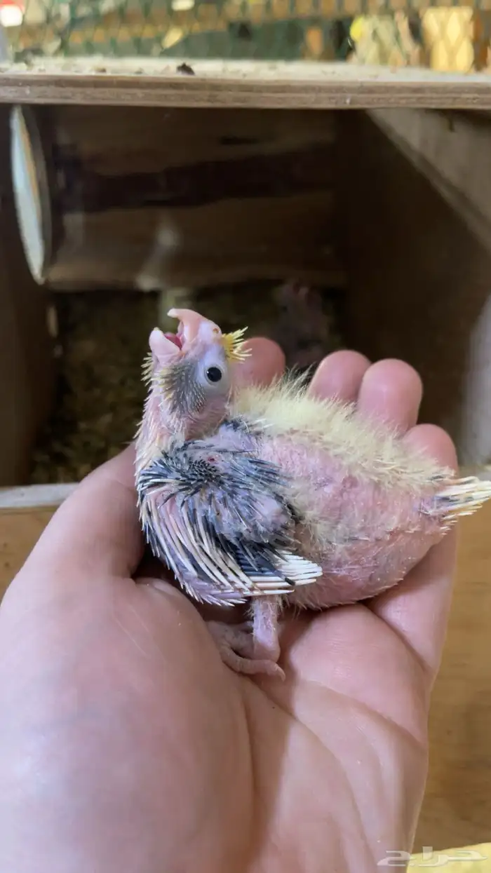 فرخ كروان بكستاني 1