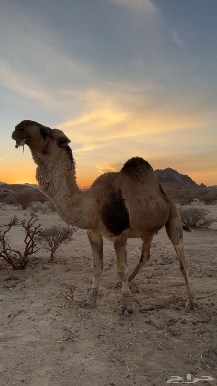 بعير فحل كفو 1