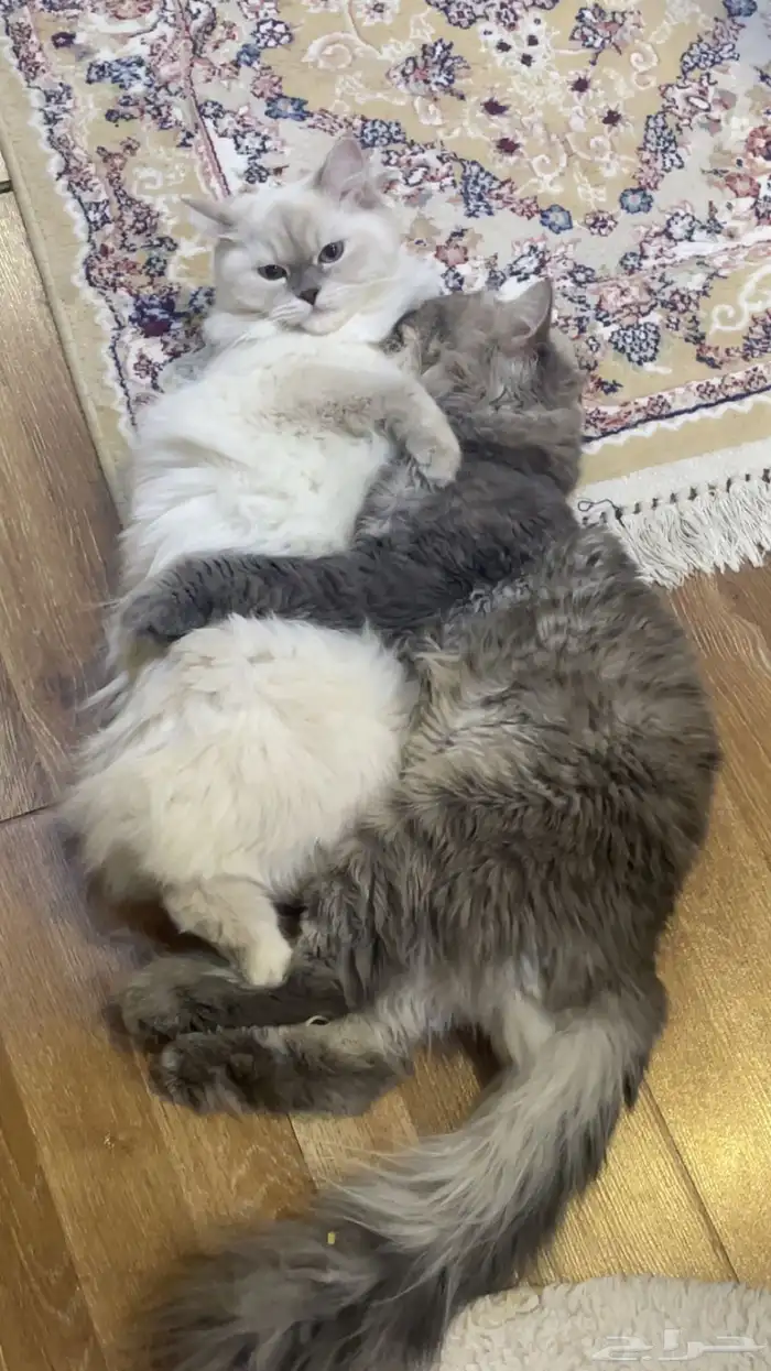 قطط للبيع 3