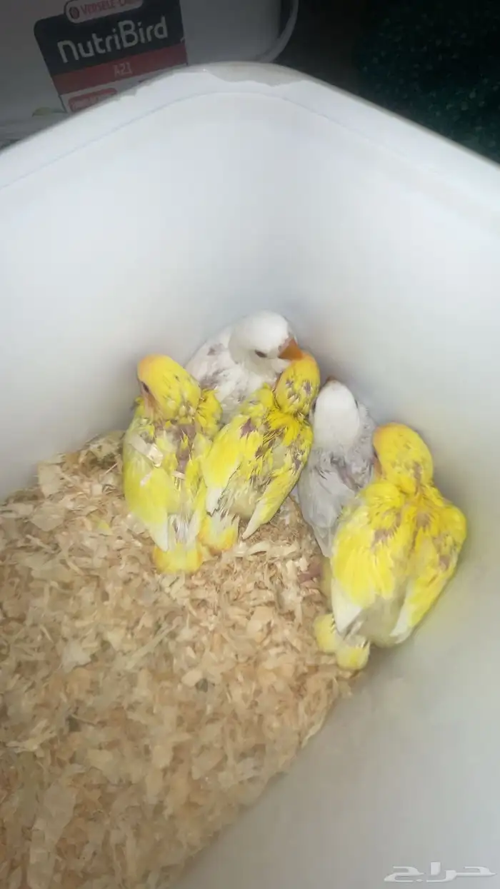 فروخ روز واسعار مميزه 0