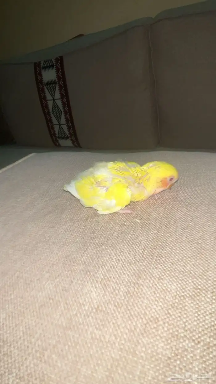 فروخ روز واسعار مميزه 2