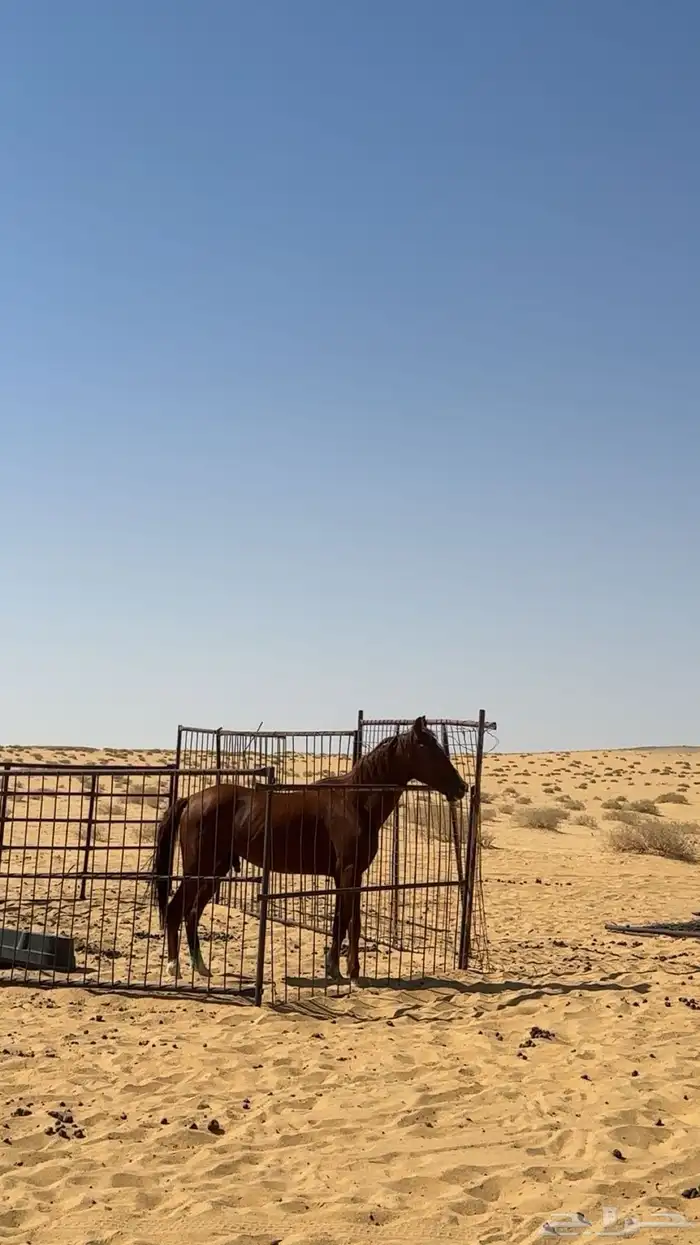 السلام عليكم عرض حصان للبيع 5