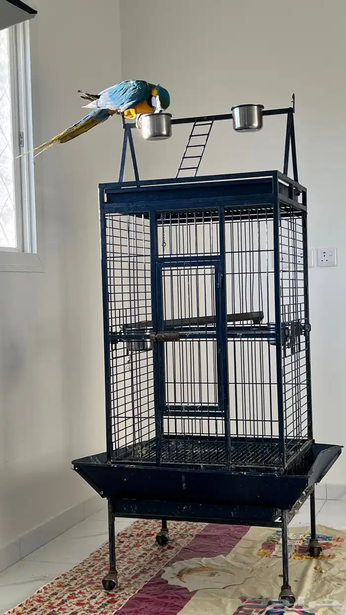 ببغاء مكاو بلو اند قولد اليف هدد 5