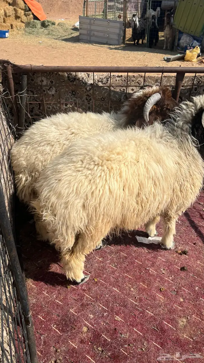 طليان نعيم بلدي فل شحم وطرف 2