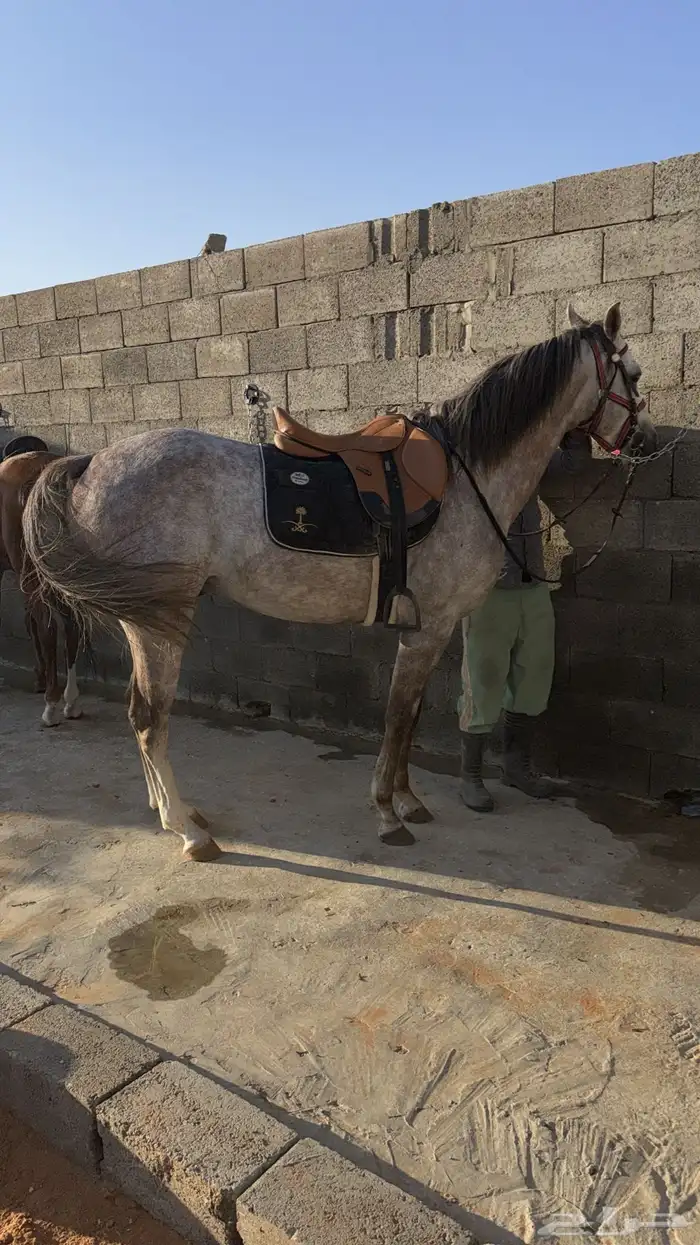 حصان صرعة عربي اصيل ابن مستند الخالدية 21