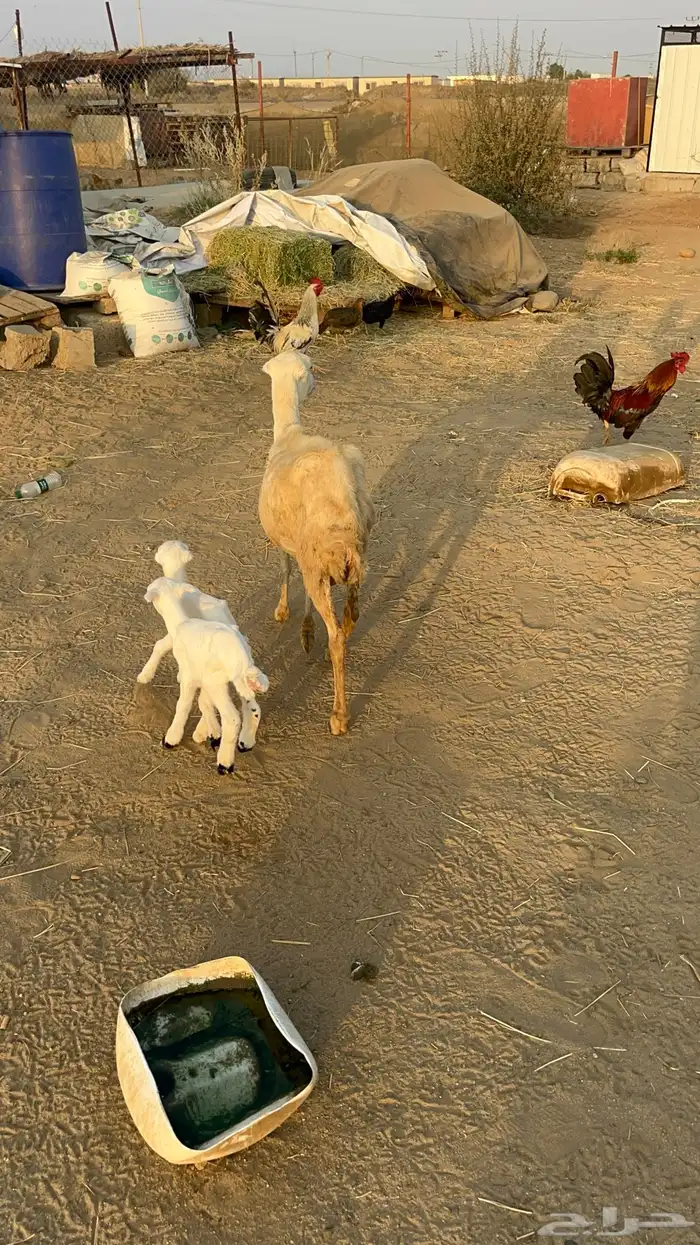 نعجه منتوج متاومه 11