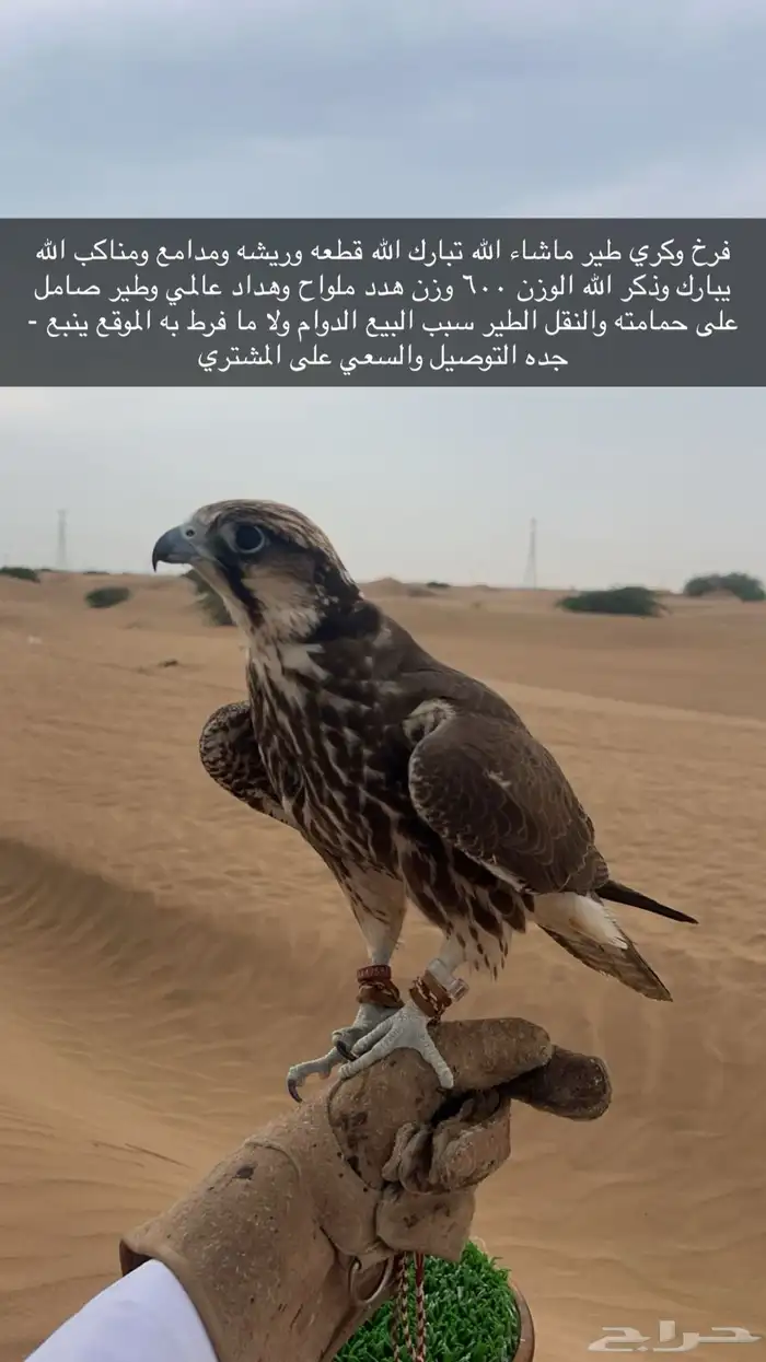 فرخ وكري ماشاءالله تبارك الله 0