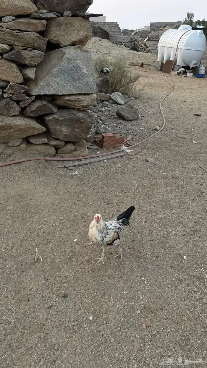 ديوكة بلدي 5