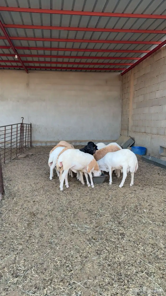 ذبايح رفيدي 1